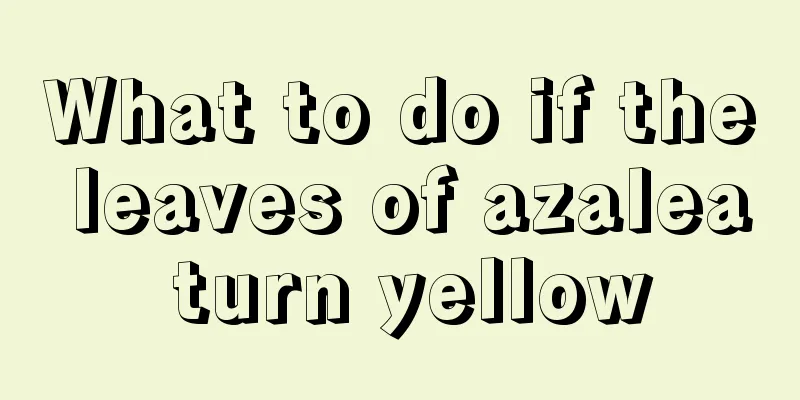 What to do if the leaves of azalea turn yellow