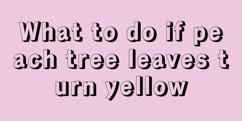 What to do if peach tree leaves turn yellow