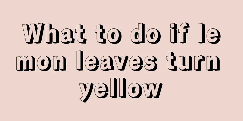 What to do if lemon leaves turn yellow