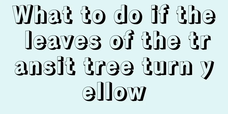 What to do if the leaves of the transit tree turn yellow