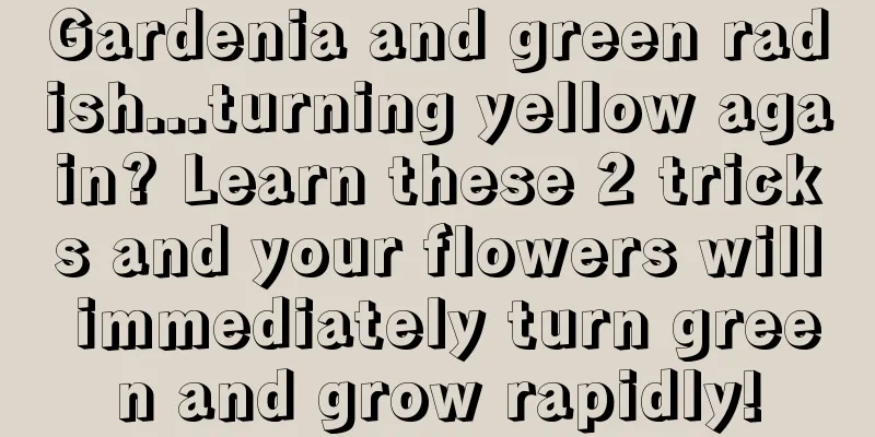 Gardenia and green radish...turning yellow again? Learn these 2 tricks and your flowers will immediately turn green and grow rapidly!