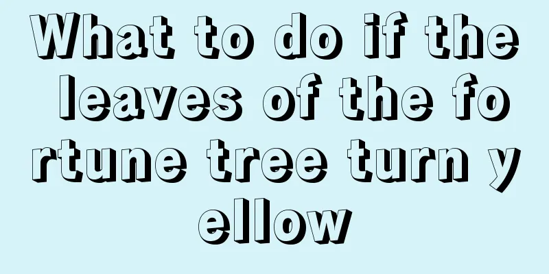 What to do if the leaves of the fortune tree turn yellow