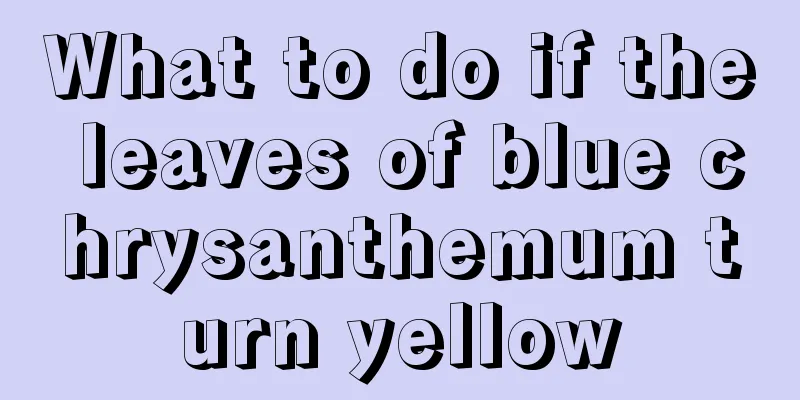 What to do if the leaves of blue chrysanthemum turn yellow