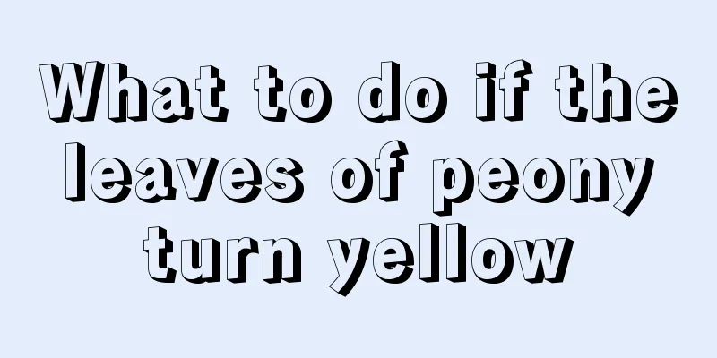 What to do if the leaves of peony turn yellow