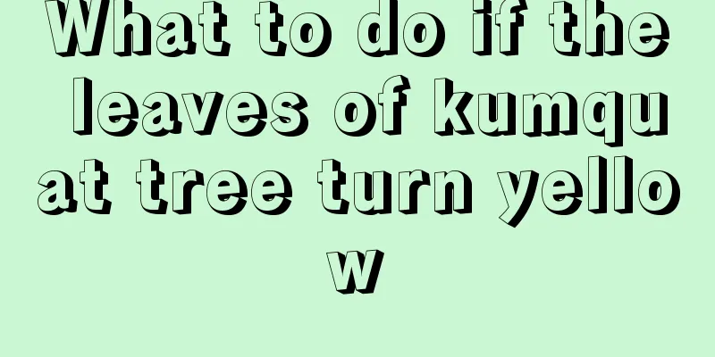 What to do if the leaves of kumquat tree turn yellow