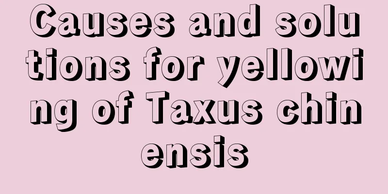 Causes and solutions for yellowing of Taxus chinensis