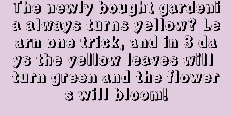 The newly bought gardenia always turns yellow? Learn one trick, and in 3 days the yellow leaves will turn green and the flowers will bloom!