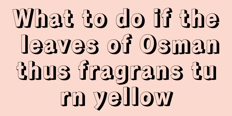 What to do if the leaves of Osmanthus fragrans turn yellow