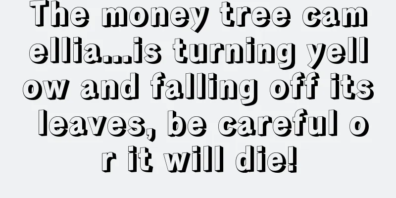 The money tree camellia...is turning yellow and falling off its leaves, be careful or it will die!