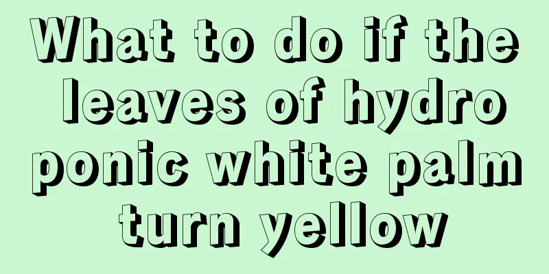 What to do if the leaves of hydroponic white palm turn yellow