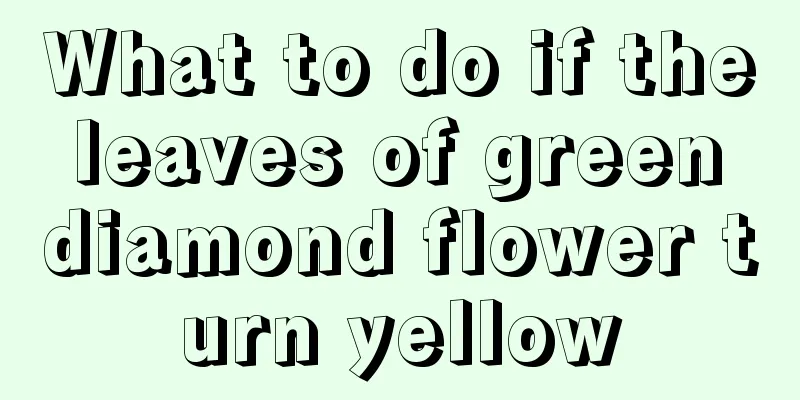 What to do if the leaves of green diamond flower turn yellow