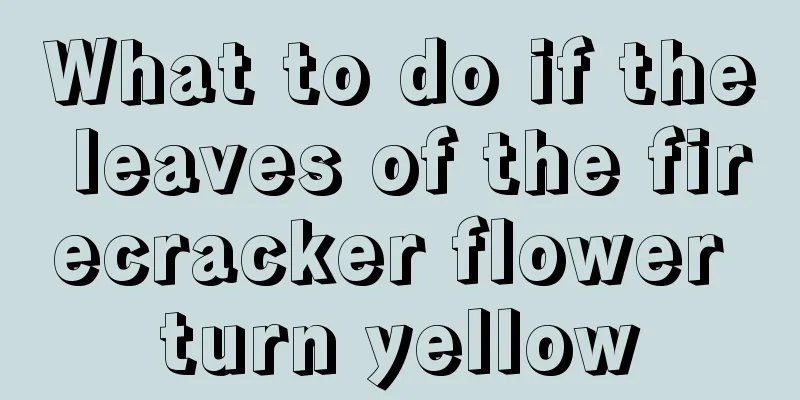 What to do if the leaves of the firecracker flower turn yellow