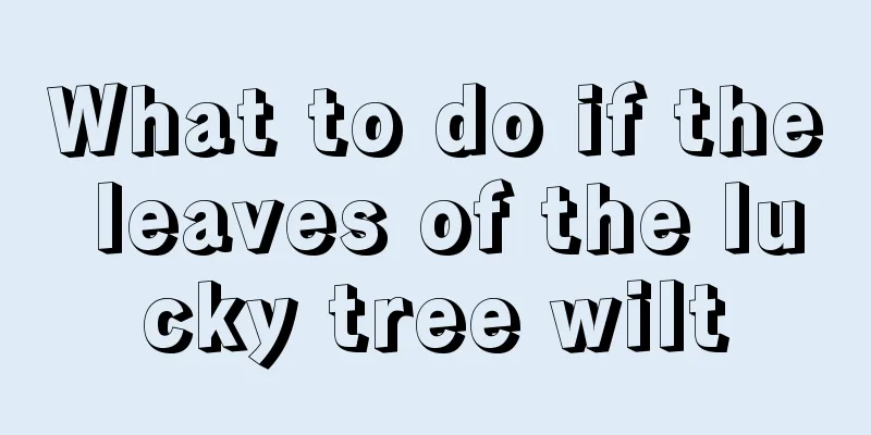 What to do if the leaves of the lucky tree wilt