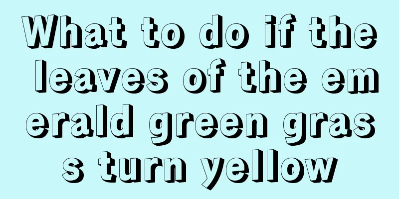 What to do if the leaves of the emerald green grass turn yellow