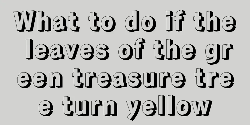 What to do if the leaves of the green treasure tree turn yellow