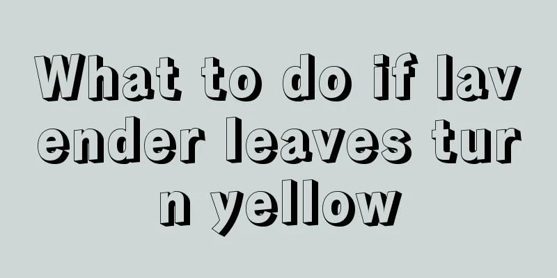 What to do if lavender leaves turn yellow