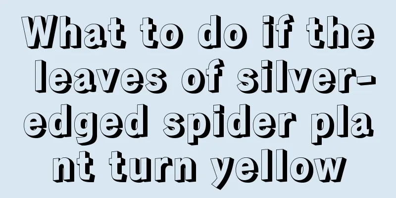 What to do if the leaves of silver-edged spider plant turn yellow