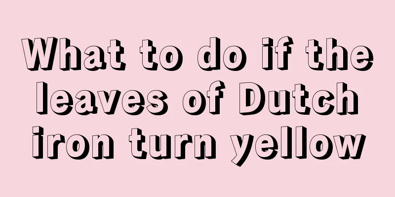 What to do if the leaves of Dutch iron turn yellow