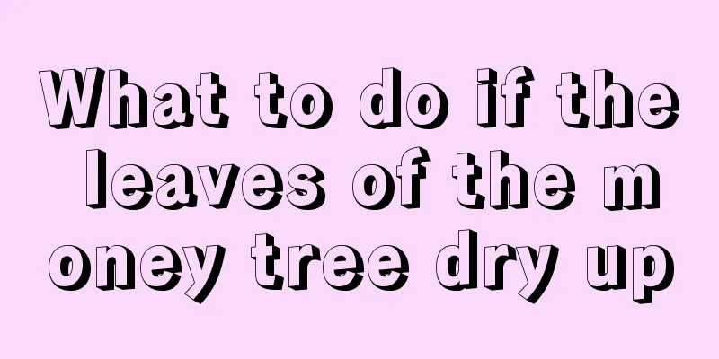 What to do if the leaves of the money tree dry up