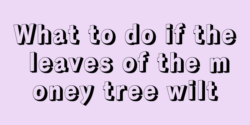 What to do if the leaves of the money tree wilt