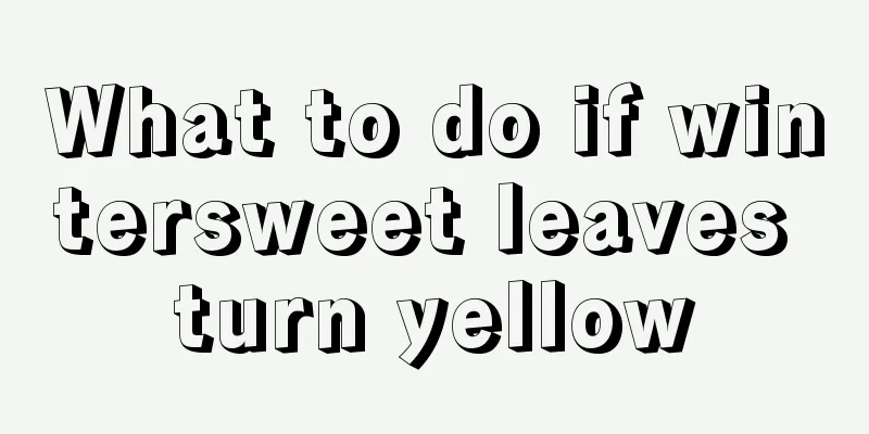 What to do if wintersweet leaves turn yellow