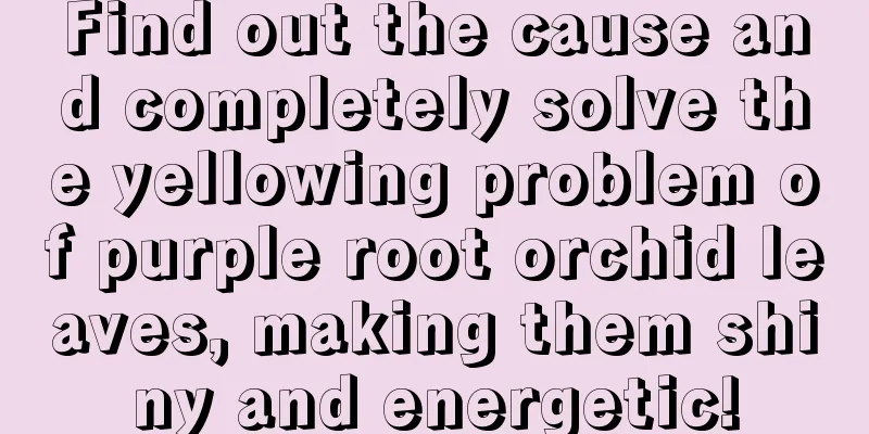 Find out the cause and completely solve the yellowing problem of purple root orchid leaves, making them shiny and energetic!