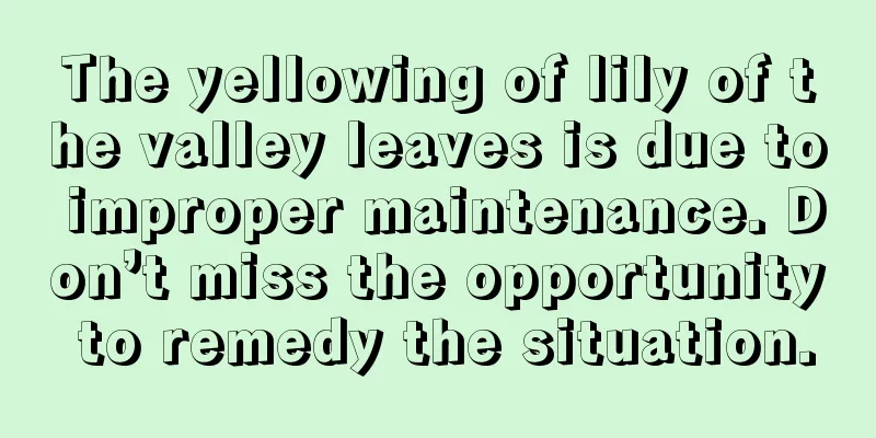 The yellowing of lily of the valley leaves is due to improper maintenance. Don’t miss the opportunity to remedy the situation.