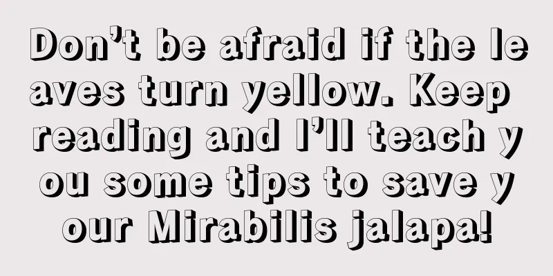 Don’t be afraid if the leaves turn yellow. Keep reading and I’ll teach you some tips to save your Mirabilis jalapa!