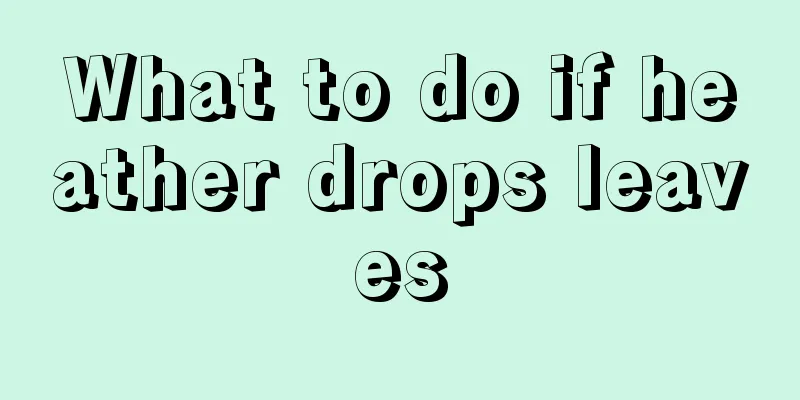 What to do if heather drops leaves