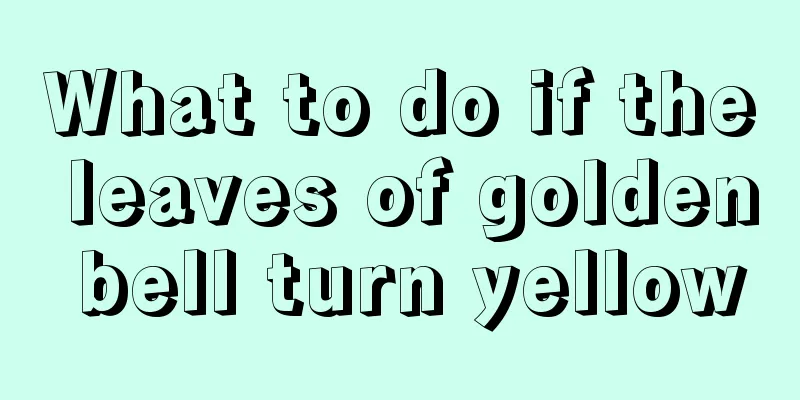 What to do if the leaves of golden bell turn yellow