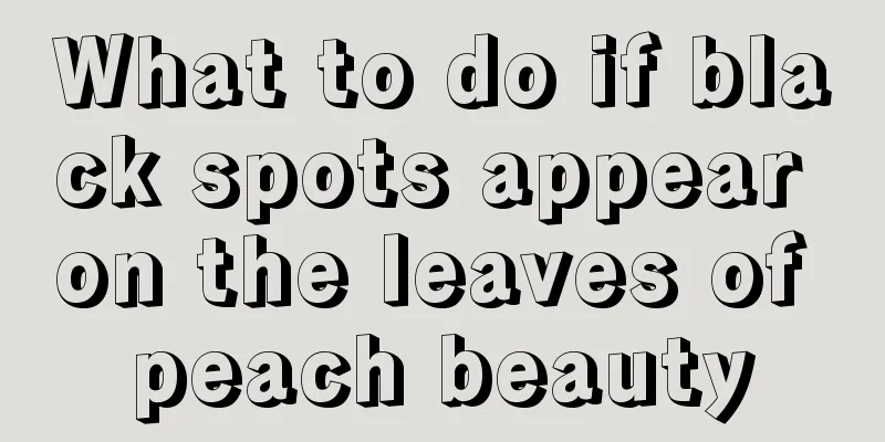 What to do if black spots appear on the leaves of peach beauty