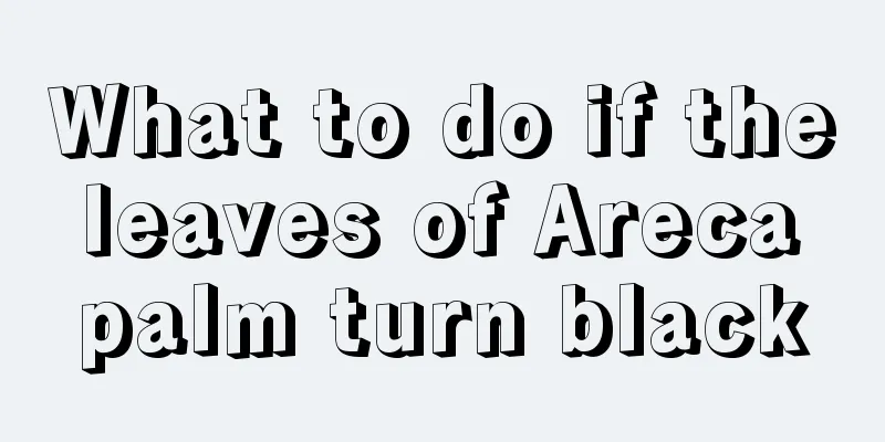 What to do if the leaves of Areca palm turn black