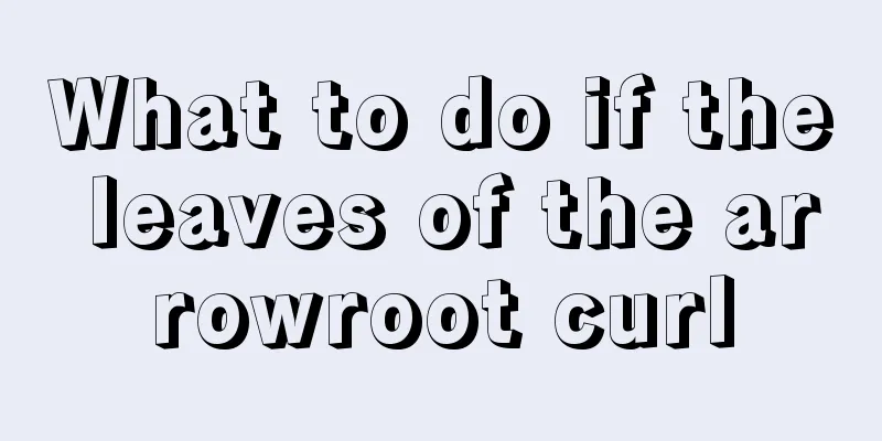 What to do if the leaves of the arrowroot curl