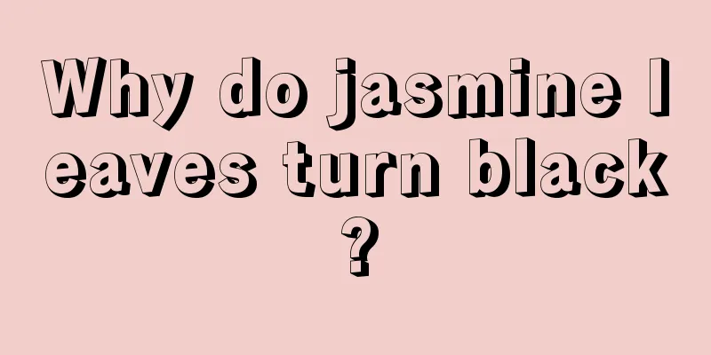 Why do jasmine leaves turn black?