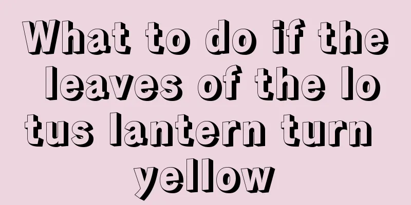 What to do if the leaves of the lotus lantern turn yellow