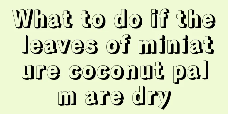 What to do if the leaves of miniature coconut palm are dry