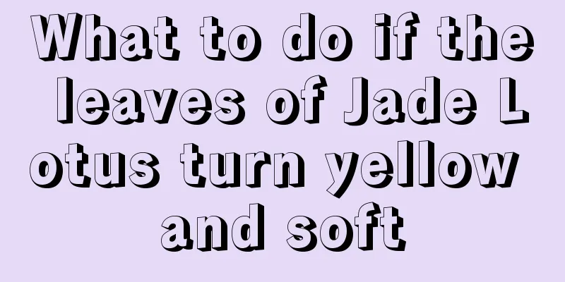 What to do if the leaves of Jade Lotus turn yellow and soft