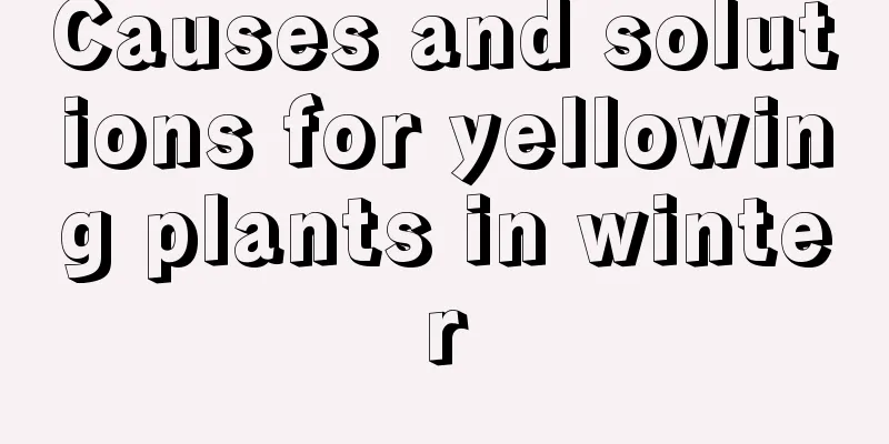 Causes and solutions for yellowing plants in winter