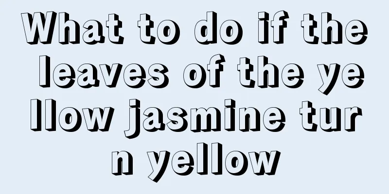 What to do if the leaves of the yellow jasmine turn yellow