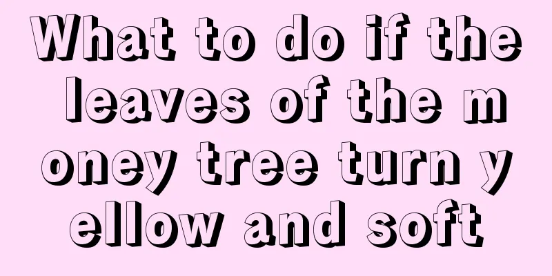 What to do if the leaves of the money tree turn yellow and soft