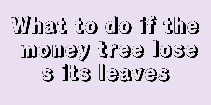 What to do if the money tree loses its leaves