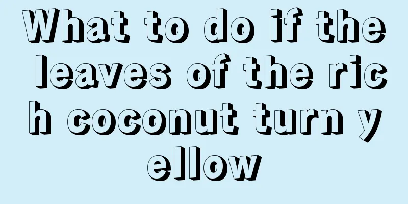 What to do if the leaves of the rich coconut turn yellow