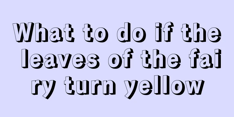 What to do if the leaves of the fairy turn yellow