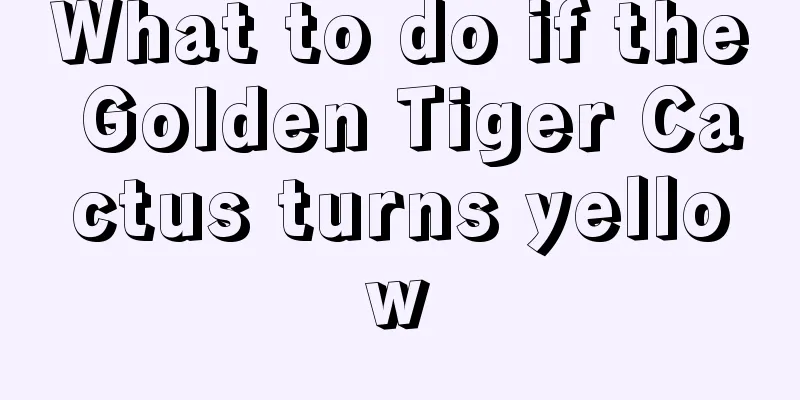 What to do if the Golden Tiger Cactus turns yellow