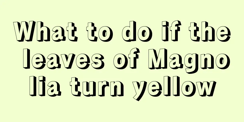 What to do if the leaves of Magnolia turn yellow