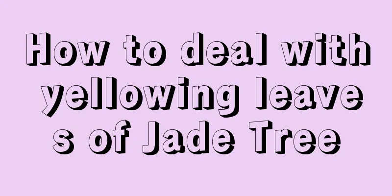 How to deal with yellowing leaves of Jade Tree