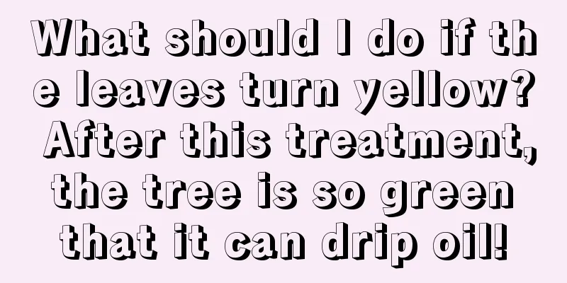 What should I do if the leaves turn yellow? After this treatment, the tree is so green that it can drip oil!