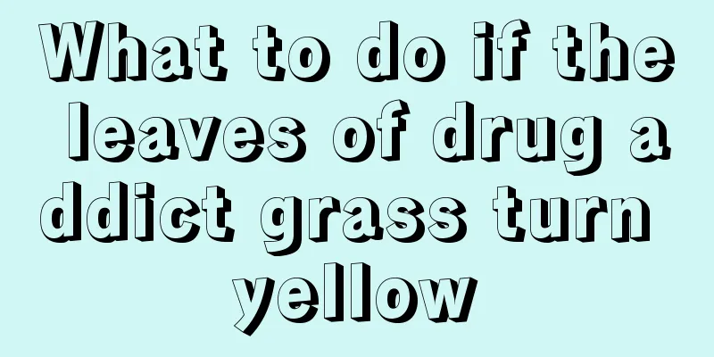 What to do if the leaves of drug addict grass turn yellow