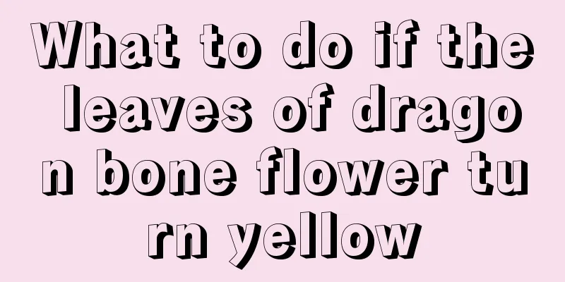 What to do if the leaves of dragon bone flower turn yellow