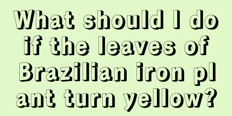 What should I do if the leaves of Brazilian iron plant turn yellow?